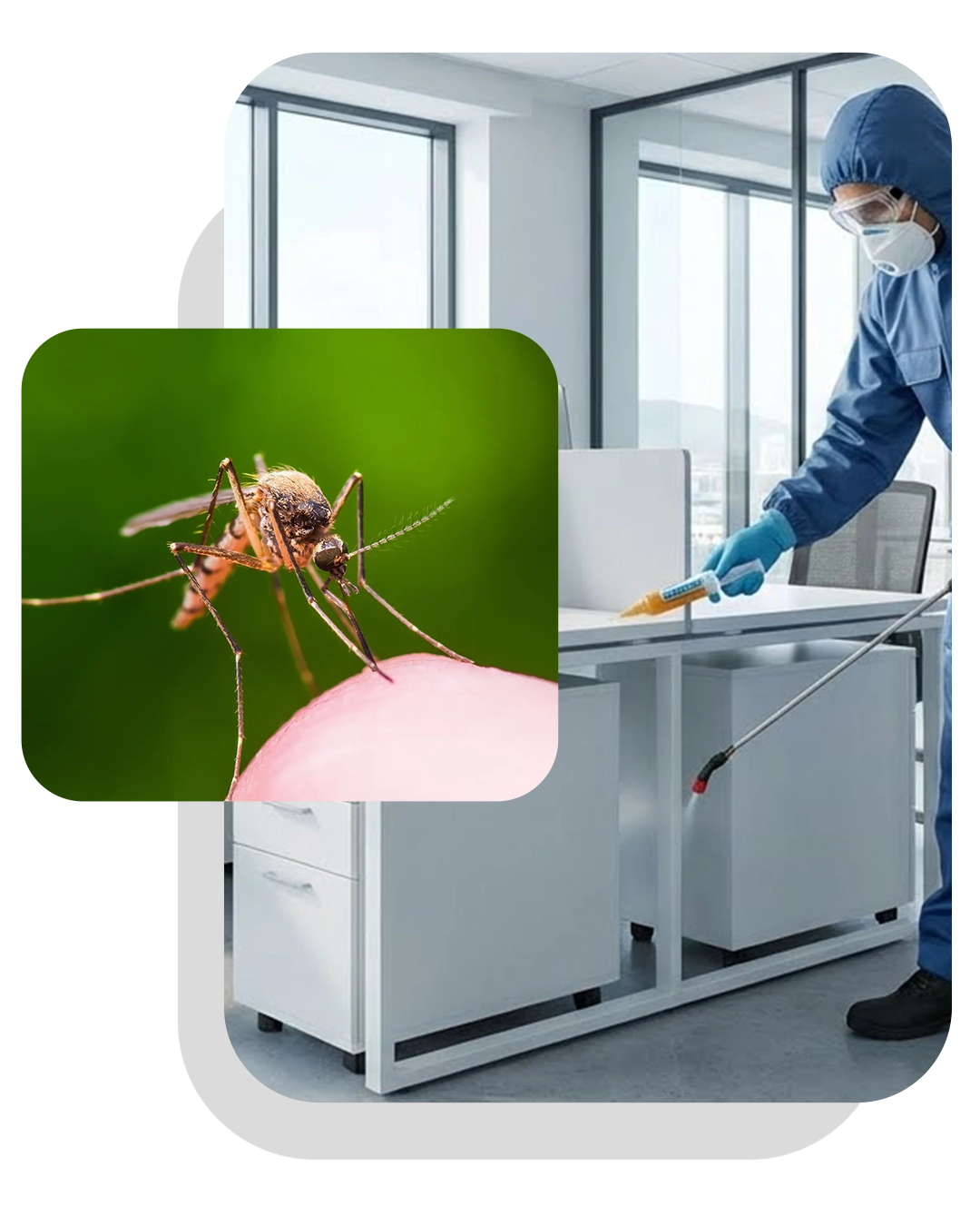 Professional Pest Control Service